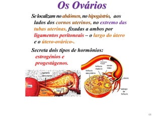 Selocalizamnoabdómen,nohipogástrio, aos
lados dos cornos uterinos, no extremo das
tubas uterinas, fixadas a ambos por
ligamentos peritoneais – o largo do útero
e o útero-ovárico-.
Secreta dois tipos de hormônios:
estrogénios e
progestágenos.
Os Ovários
68
 