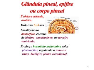 Glândula pineal, epífise
ou corpo pineal
Écônicaeachatada,
ovoidea.
Medeentre5e8mm..
Localizada no
diencéfalo, encima
da lámina cuadrigémea, no terceiro
ventrículo.
Produz o hormônio melatonina pelos
pinealocitos, regulando o sono e o
ritmo biológico [ritmo circadiano].
72
 