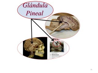 Glándula
Pineal
75
 
