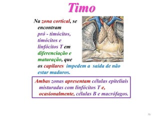 Timo
Na zona cortical, se
encontram
pró - timócitos,
timócitos e
linfócitos T em
diferenciação e
maturação, que
os capilares impedem a saída de não
estar maduros.
Ambas zonas apresentam células epiteliais
misturadas com linfócitos T e,
ocasionalmente, células B e macrófagos.
79
 