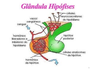 Glândula Hipófises
9
 