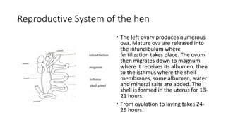Reproductive System of the hen
• The left ovary produces numerous
ova. Mature ova are released into
the infundibulum where
fertilization takes place. The ovum
then migrates down to magnum
where it receives its albumen, then
to the isthmus where the shell
membranes, some albumen, water
and mineral salts are added. The
shell is formed in the uterus for 18-
21 hours.
• From ovulation to laying takes 24-
26 hours.
 
