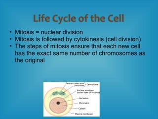 • Mitosis = nuclear division
• Mitosis is followed by cytokinesis (cell division)
• The steps of mitosis ensure that each new cell
has the exact same number of chromosomes as
the original
 