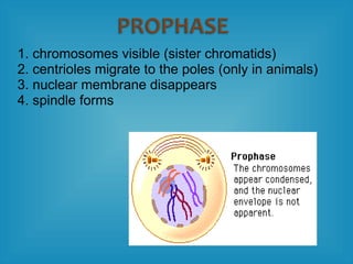 1. chromosomes visible (sister chromatids)
2. centrioles migrate to the poles (only in animals)
3. nuclear membrane disappears
4. spindle forms
 