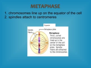 1. chromosomes line up on the equator of the cell
2. spindles attach to centromeres
Equator
 