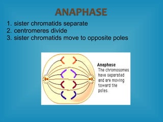 1. sister chromatids separate
2. centromeres divide
3. sister chromatids move to opposite poles
 
