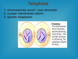 1. chromosomes uncoil • now chromatin
2. nuclear membranes reform
3. spindle disappears
 