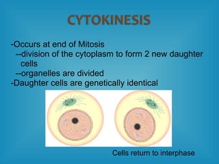 -Occurs at end of Mitosis
--division of the cytoplasm to form 2 new daughter
cells
--organelles are divided
-Daughter cells are genetically identical
Cells return to interphase
 