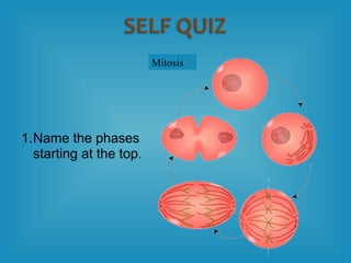 1.Name the phases
starting at the top.
Mitosis
 