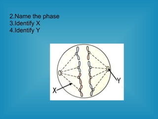 2.Name the phase
3.Identify X
4.Identify Y
 