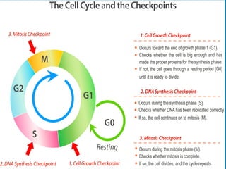 Cell Cycle Checkpoints
 