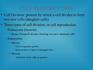 CELL REPRODUCTION
• Cell Division: process by which a cell divides to form
two new cells (daughter cells)
• Three types of cell division, or cell reproduction
– Prokaryotes (bacteria)
• Binary fission divides forming two new identical cells
– Eukaryotes
• Mitosis
– Cell or organism growth
– Replacement or repair of damaged cells
• Meiosis
– formation of sex cells, or gametes
 