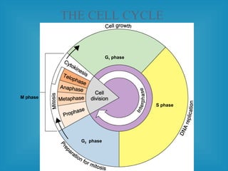 M phase
G2 phase
S phase
G1 phase
THE CELL CYCLE
 