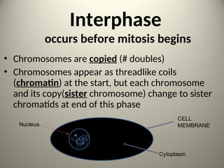 Interphase
occurs before mitosis begins
• Chromosomes are copied (# doubles)
• Chromosomes appear as threadlike coils
(chromatin) at the start, but each chromosome
and its copy(sister chromosome) change to sister
chromatids at end of this phase
CELL
MEMBRANE
Nucleus
Cytoplasm
10
 