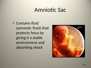 Amniotic Sac
• Contains fluid
(amniotic fluid) that
protects fetus by
giving it a stable
environment and
absorbing shock
103
 