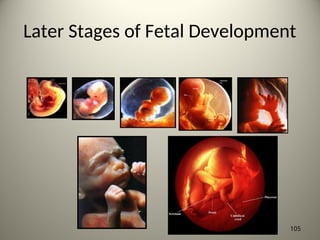 Later Stages of Fetal Development
105
 