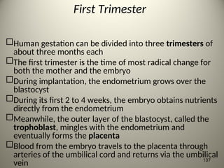 First Trimester
Human gestation can be divided into three trimesters of
about three months each
The first trimester is the time of most radical change for
both the mother and the embryo
During implantation, the endometrium grows over the
blastocyst
During its first 2 to 4 weeks, the embryo obtains nutrients
directly from the endometrium
Meanwhile, the outer layer of the blastocyst, called the
trophoblast, mingles with the endometrium and
eventually forms the placenta
Blood from the embryo travels to the placenta through
arteries of the umbilical cord and returns via the umbilical
vein 107
 