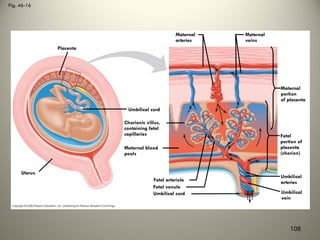 Fig. 46-16
Placenta
Uterus
Umbilical cord
Chorionic villus,
containing fetal
capillaries
Maternal blood
pools
Maternal
arteries
Maternal
veins
Maternal
portion
of placenta
Fetal arteriole
Fetal venule
Umbilical cord
Fetal
portion of
placenta
(chorion)
Umbilical
arteries
Umbilical
vein
108
 