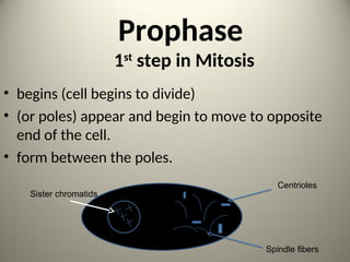 Prophase
1st
step in Mitosis
• begins (cell begins to divide)
• (or poles) appear and begin to move to opposite
end of the cell.
• form between the poles.
Centrioles
Sister chromatids
Spindle fibers 11
 