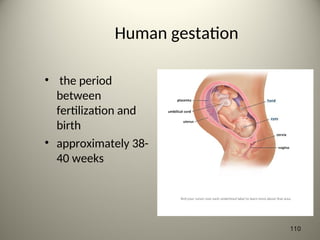 Human gestation
• the period
between
fertilization and
birth
• approximately 38-
40 weeks
110
 