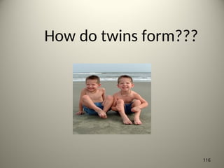How do twins form???
116
 