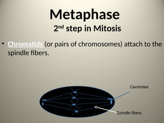Metaphase
2nd
step in Mitosis
• Chromatids (or pairs of chromosomes) attach to the
spindle fibers.
Centrioles
Spindle fibers
12
 