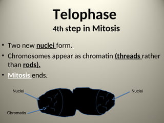 Telophase
4th step in Mitosis
• Two new nuclei form.
• Chromosomes appear as chromatin (threads rather
than rods).
• Mitosis ends.
Nuclei
Nuclei
Chromatin
13
 