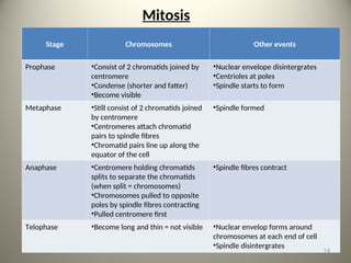 Mitosis
Stage Chromosomes Other events
Prophase •Consist of 2 chromatids joined by
centromere
•Condense (shorter and fatter)
•Become visible
•Nuclear envelope disintergrates
•Centrioles at poles
•Spindle starts to form
Metaphase •Still consist of 2 chromatids joined
by centromere
•Centromeres attach chromatid
pairs to spindle fibres
•Chromatid pairs line up along the
equator of the cell
•Spindle formed
Anaphase •Centromere holding chromatids
splits to separate the chromatids
(when split = chromosomes)
•Chromosomes pulled to opposite
poles by spindle fibres contracting
•Pulled centromere first
•Spindle fibres contract
Telophase •Become long and thin = not visible •Nuclear envelop forms around
chromosomes at each end of cell
•Spindle disintergrates
14
 