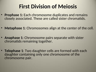 First Division of Meiosis
• Prophase 1: Each chromosome duplicates and remains
closely associated. These are called sister chromatids.
• Metaphase 1: Chromosomes align at the center of the cell.
• Anaphase 1: Chromosome pairs separate with sister
chromatids remaining together.
• Telophase 1: Two daughter cells are formed with each
daughter containing only one chromosome of the
chromosome pair.
18
 
