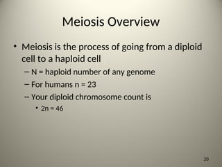 Meiosis Overview
• Meiosis is the process of going from a diploid
cell to a haploid cell
– N = haploid number of any genome
– For humans n = 23
– Your diploid chromosome count is
• 2n = 46
20
 