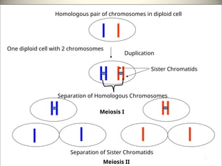 Homologous pair of chromosomes in diploid cell
Duplication
Sister Chromatids
Separation of Homologous Chromosomes
Meiosis I
Separation of Sister Chromatids
Meiosis II
One diploid cell with 2 chromosomes
21
 