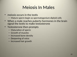 Meiosis In Males
• meiosis occurs in the testis
– Mature sperm begin as spermatogonium diploid cells
• When a male reaches puberty hormones in the brain
signal the testis to make testosterone
• Testosterone then prompts
– Maturation of sperm
– Growth of muscles
– Increased bone density
– Deepening of voice
– Increased hair growth
22
 