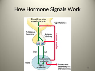 How Hormone Signals Work
23
 