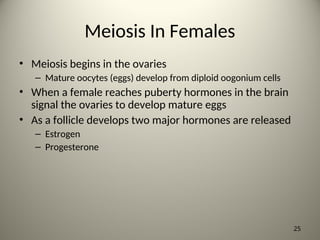 Meiosis In Females
• Meiosis begins in the ovaries
– Mature oocytes (eggs) develop from diploid oogonium cells
• When a female reaches puberty hormones in the brain
signal the ovaries to develop mature eggs
• As a follicle develops two major hormones are released
– Estrogen
– Progesterone
25
 
