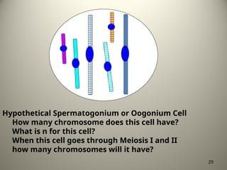 Hypothetical Spermatogonium or Oogonium Cell
How many chromosome does this cell have?
What is n for this cell?
When this cell goes through Meiosis I and II
how many chromosomes will it have?
29
 