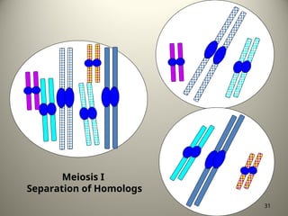 Meiosis I
Separation of Homologs
31
 