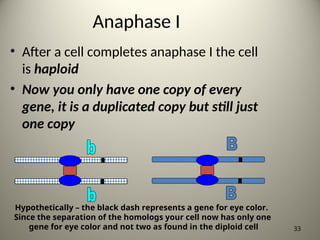 Anaphase I
• After a cell completes anaphase I the cell
is haploid
• Now you only have one copy of every
gene, it is a duplicated copy but still just
one copy
33
Hypothetically – the black dash represents a gene for eye color.
Since the separation of the homologs your cell now has only one
gene for eye color and not two as found in the diploid cell
 
