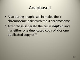 Anaphase I
• Also during anaphase I in males the Y
chromosome pairs with the X chromosome
• After these separate the cell is haploid and
has either one duplicated copy of X or one
duplicated copy of Y
34
 