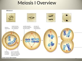Meiosis I Overview
37
 
