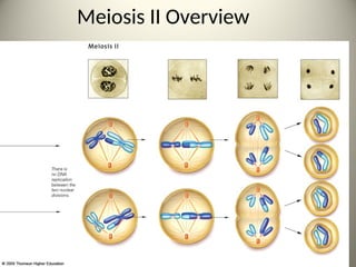 Meiosis II Overview
38
 