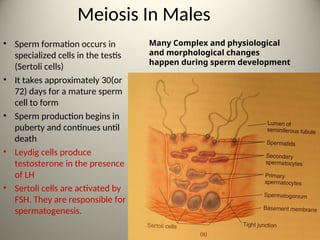 Meiosis In Males
• Sperm formation occurs in
specialized cells in the testis
(Sertoli cells)
• It takes approximately 30(or
72) days for a mature sperm
cell to form
• Sperm production begins in
puberty and continues until
death
• Leydig cells produce
testosterone in the presence
of LH
• Sertoli cells are activated by
FSH. They are responsible for
spermatogenesis.
39
Many Complex and physiological
and morphological changes
happen during sperm development
 