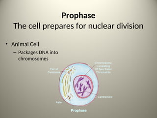 Prophase
The cell prepares for nuclear division
• Animal Cell
– Packages DNA into
chromosomes
4
 