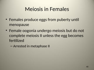 Meiosis in Females
• Females produce eggs from puberty until
menopause
• Female oogonia undergo meiosis but do not
complete meiosis II unless the egg becomes
fertilized
– Arrested in metaphase II
40
 