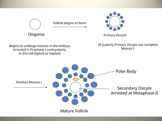 Begins to undergo meiosis in the embryo
Arrested in Prophase I until puberty
Is this cell diploid or haploid
Oogonia
Follicle begins to form
Primary Oocyte
Finishes Meiosis I
At puberty Primary Oocyte can complete
Meiosis I
Polar Body
Secondary Oocyte
Arrested at Metaphase II
Mature Follicle
41
 