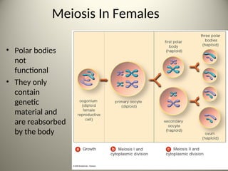 Meiosis In Females
• Polar bodies are
not
functional
• They only
contain
genetic
material and
are reabsorbed
by the body
42
 