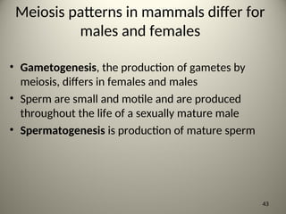 Meiosis patterns in mammals differ for
males and females
• Gametogenesis, the production of gametes by
meiosis, differs in females and males
• Sperm are small and motile and are produced
throughout the life of a sexually mature male
• Spermatogenesis is production of mature sperm
43
 