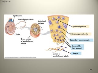 Fig. 46-12b
Epididymis
Seminiferous tubule
Sertoli cell
nucleus
Testis
Cross section
of seminiferous
tubule
Spermatogonium
Primary spermatocyte
Secondary spermatocyte
Spermatids
(two stages)
Sperm
Lumen of
seminiferous tubule
44
 
