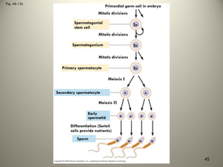 Fig. 46-12c
Primordial germ cell in embryo
Mitotic divisions
Spermatogonial
stem cell
Mitotic divisions
Spermatogonium
Mitotic divisions
Primary spermatocyte
Meiosis I
Secondary spermatocyte
Meiosis II
Early
spermatid
Differentiation (Sertoli
cells provide nutrients)
Sperm
2n
2n
2n
n n
n n n n
n n n n
45
 