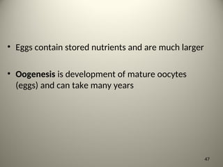 • Eggs contain stored nutrients and are much larger
• Oogenesis is development of mature oocytes
(eggs) and can take many years
47
 