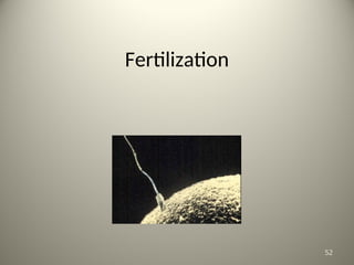 Fertilization
52
 